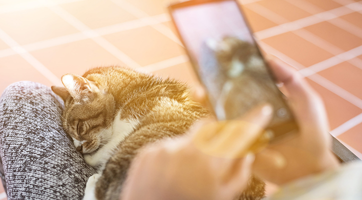 person taking a photo of sleeping cat