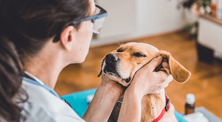 Female vet holding dog's face for annual exam