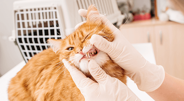 person examining cat's teeth