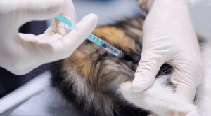 Vet giving cat a vaccination