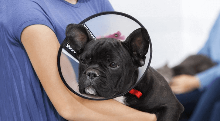 young black puppy with cone around his neck
