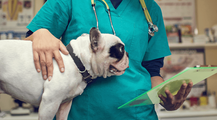 Small white dog looking at his chart in front of veterinarian surgeon Small white dog looking at his chart in front of veterinarian surgeon