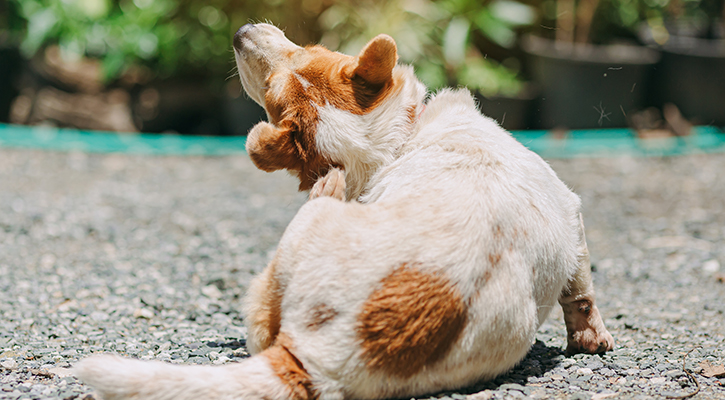 dog scratching behind his ear