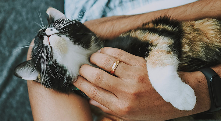 person scratching under kittens neck