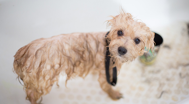 small dog getting groomed