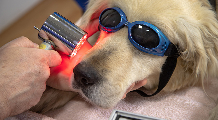 dog getting laser therapy