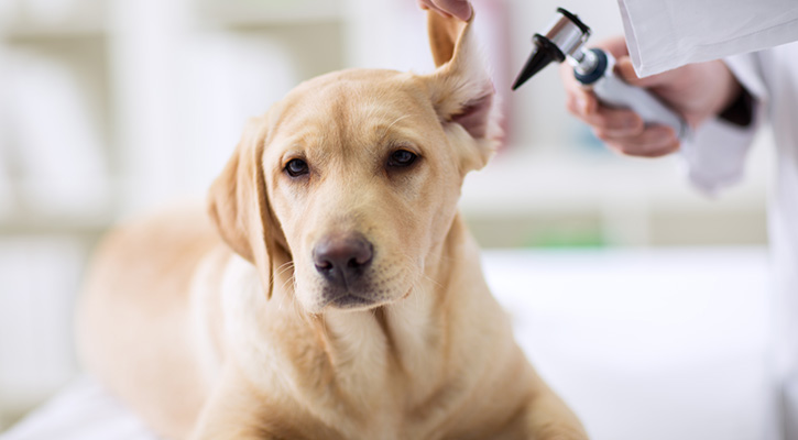 Vet using medical device to look in puppy's ear