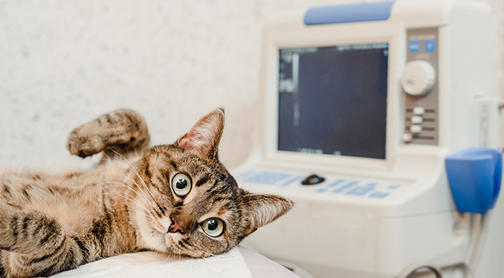 cat looking at camera in front of EKG machine