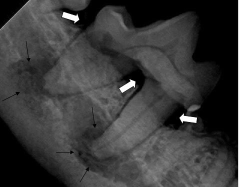 x-ray of dog's teeth with abscess and bone loss