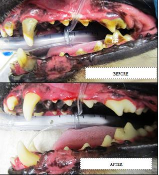 Before and after dog's teeth cleaning