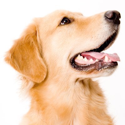 Golden retriever with mouth open
