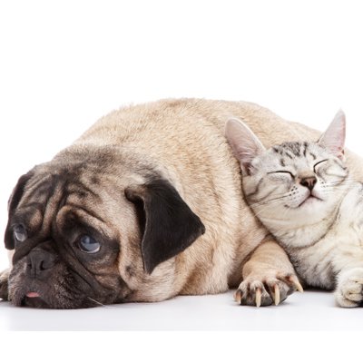 pug and kitten snuggling